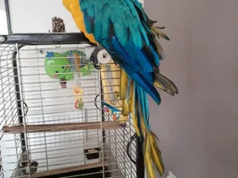 Macaws feathers curled overnight & acting strange - help needed
