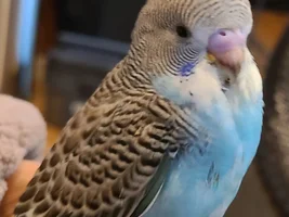 Send your budgie photo!
