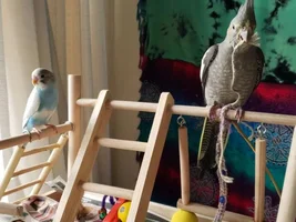 Hi! New to the forum, introducing myself and my birds