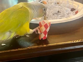 Introducing Yuri! Ona’s New Sister!