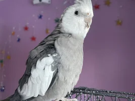 Parrot Runway!