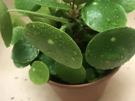 Is the Chinese Money plant safe or toxic to birds???