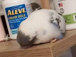 [UPDATE SEPTEMBER] Feathered Hello from Savannah + Meet My Birds