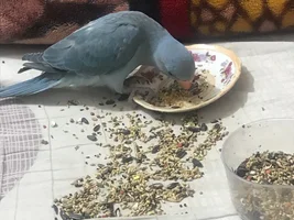 First time Weaning