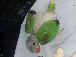 Baby Alexandrine