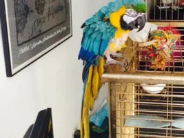 New Macaw Mom