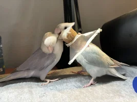 Help! Lovebird pulling feathers