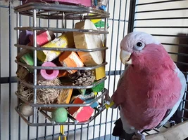 We want to see your homemade toys!