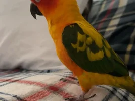 Finding the right owner for Domino