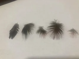 Red’s feathers are thinning, please help