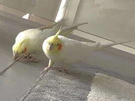cockatiel doesn't sing alot