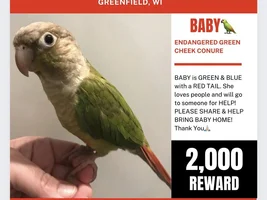 New Green Cheek Conure Biting