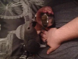 New african grey