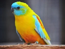 Bird Identification Game!