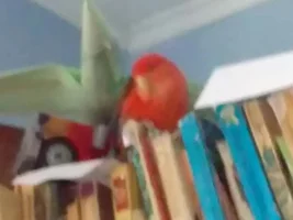 Won't fly anymore?