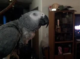 Avian vet / beak trimming question