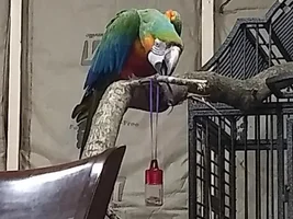 Recently Rescued Catalina Macaw