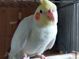 Helpp!!! Can new furniture kill birds??
