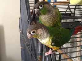 Conure become aggressive!