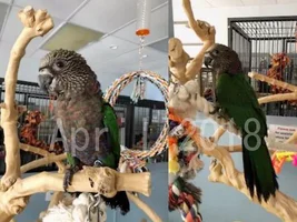 Countdown to my Hawk-Headed Parrot