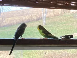 New Budgie Buddies