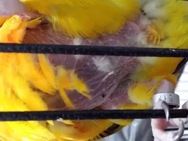 Need help with my Sun Conure