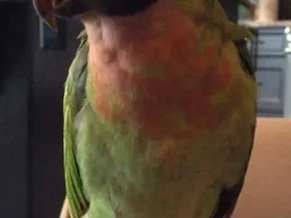 LOST - Moustache Parakeet - Spruce Grove, Alberta