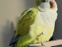 Tiny bald spot near my Quaker’s eye