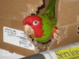 To Cover or Not To Cover Cage?  That is the question.