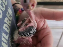 Special needs tiel baby