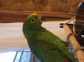 Is he a true Panama Amazon ?