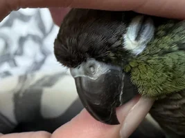 Is my bird sick?