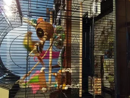 Cage size for green cheek?