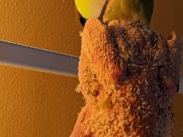 The Continuing Capers of Companion-ing Cotton