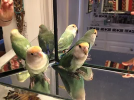 Pair of 1 Yr Old Lovebirds--Baby Boy Died Sunday--New Mate?