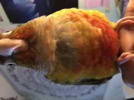 Is my conure plucking or molting