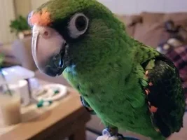 Hole In Parrots Beak, please help!