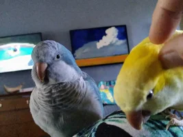 Small bird photo thread!