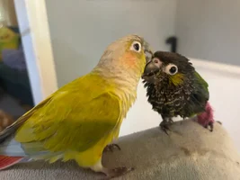 Wet chickens!!