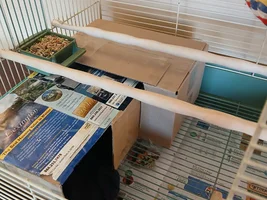Do you stress when vacationing away from Conure?