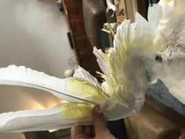 New Cockatoo Owner, Need Advice