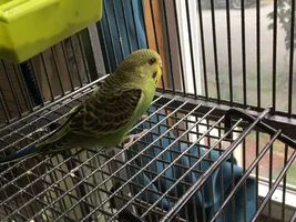 So I got her a nestbox....