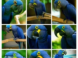 AI pics