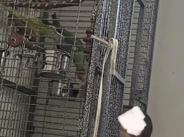 Rescued a Very Scared and Traumatized Indian Ringneck, Need Advice!!