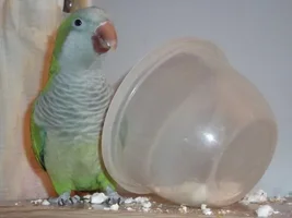 Ralph foraging for popcorn