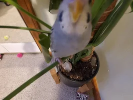 0.5 pics of your birds... and go!