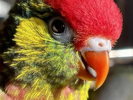 Let me turn your bird into a Poke'mon card!