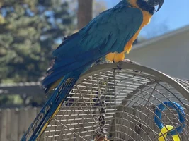 Two 30yr old blue and gold macaws rescue