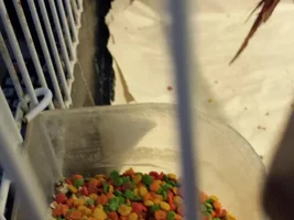 Does any one know what kind of pellets these are?