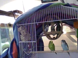 I came home and heard nothing. No singing, chirping, etc. I soon figured out why...
